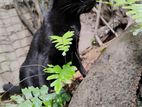 Cat for Kind Home