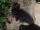 Black Persian Female