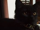 Black Persian Cat