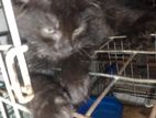 Black Persian Kittens