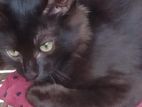 Black Persian Kitten