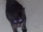 Black Persian Kittens