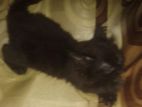 Black Persian Kiiten