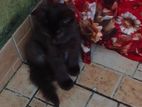 Black Persian Kitten - Female