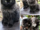 Black Persian Kitten