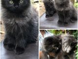 Black Persian Kitten