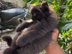 Black Persian Kitten