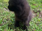 Black Persian Kitten