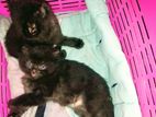 Black Persian Kitten