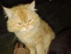 Black Persian Kittens