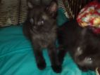 Black Persian Kittens