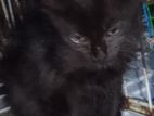 Black Persian Kittens