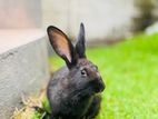 Black Pet Rabbit