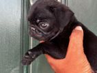 Black Pug Puppies