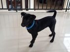 Black Puppy for Kind Home