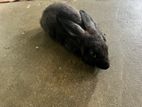Black Rabbit