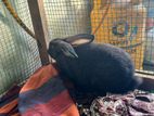 Black Rabbit
