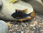 Black Ramirezi