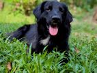 Black Retriever Crossing