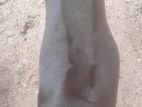Black Ridgeback Dog