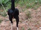 Black Rooster