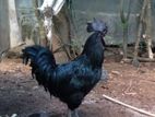 Black Rooster