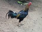 Black Rooster