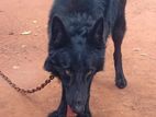 Black Shepherd Dog