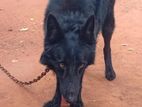 Black German Shepherd for Crossing