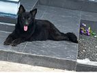 Black Shepherd Dog