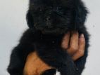 Black Shih Tzu Puppies