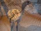 Brahma Chick