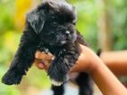 Black Shit Zu Puppy