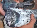 Pigeons