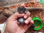 Black Syrian Hamster