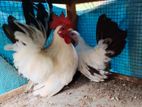 Black Tail Japanese Farm Chick