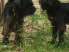 Black Terrier Puppies