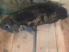 Black Tiger Oscar Fish with Aquarium Items