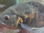 Black Tiger Oscar Fish