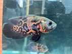 Black Tiger Oscar Fish