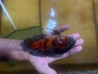 Black Tiger Oscar Fish