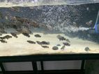 Black Tiger Oscar Fish