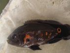 Black Tiger Oscar Fish