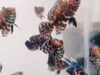 Black Tiger Oscar Fish