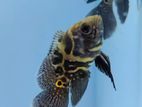 Black Tiger oscar (wailltail)