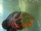 Black Tiger Red Patch