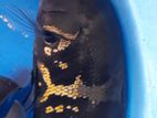 Black Tiger Yellow Oscar Fish
