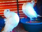 Pigeons