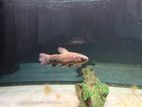Black Wolf Fish