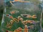 Black Bar Endler Guppies